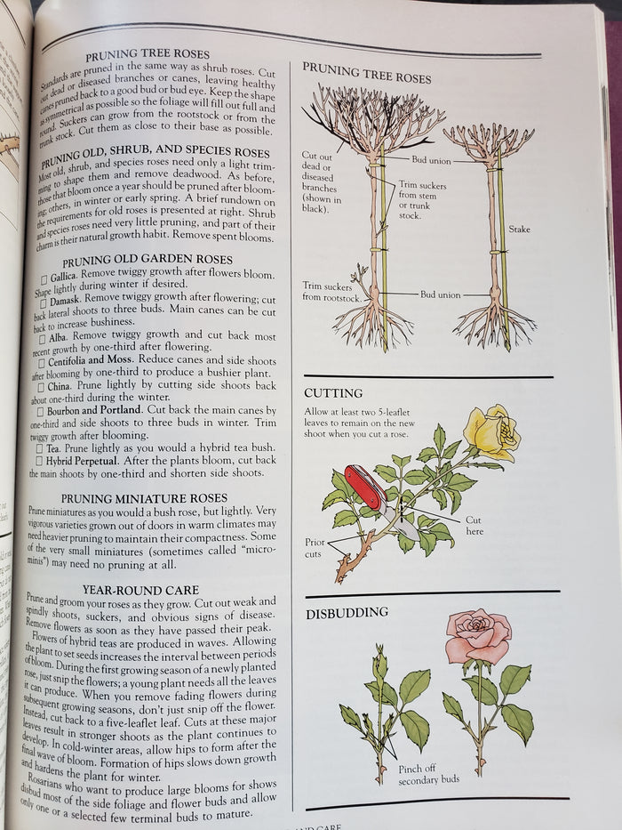 All About Roses