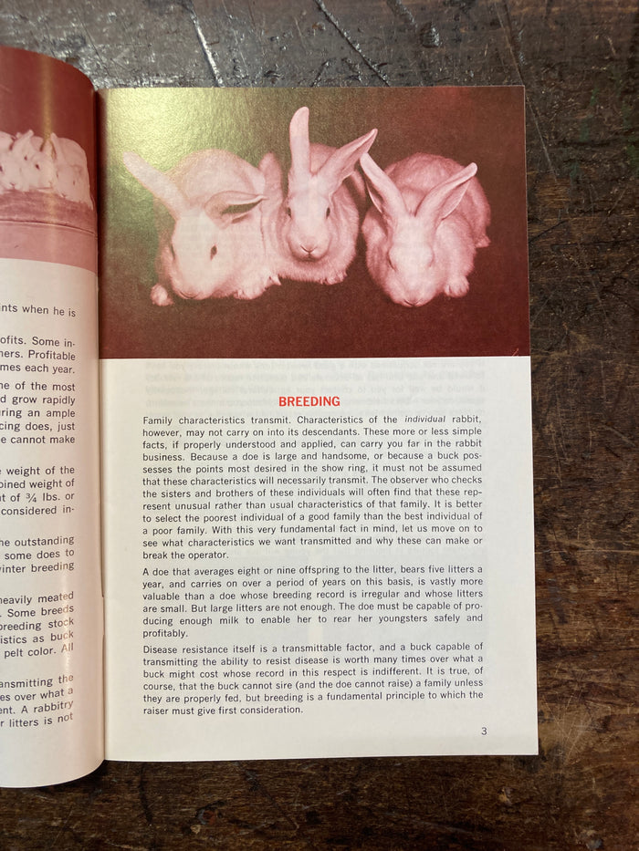 RABBITS