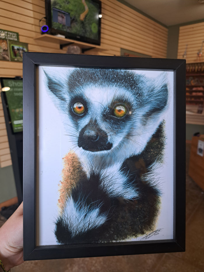 Ring-Tailed Lemur Portrait by Kyle Duca – Digital Download